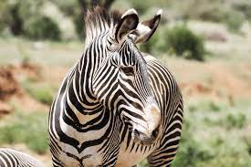 Grevy's