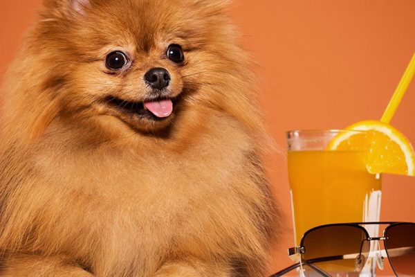 Pomeranians and lemon sours