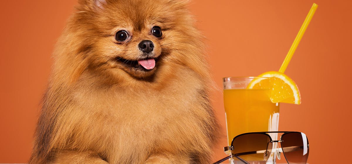 Pomeranians and lemon sours